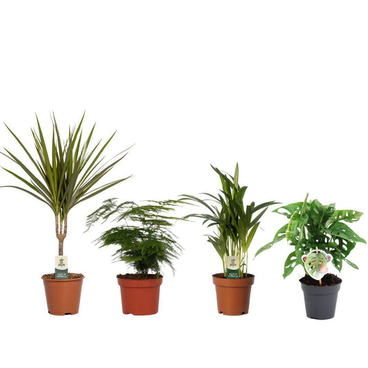 Budget Mix – 4 pflegeleichte Zimmerpflanzen Ø12/14cm