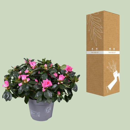 Azalee 'Rose Vogel' – Blühende Zimmerpflanze Ø14cm