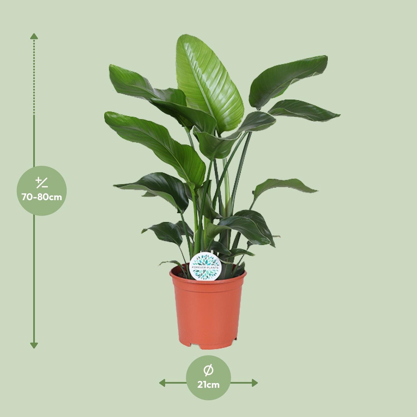 Strelitzia Nicolai – Paradiesvogelblume Ø21cm, ca. 80cm hoch