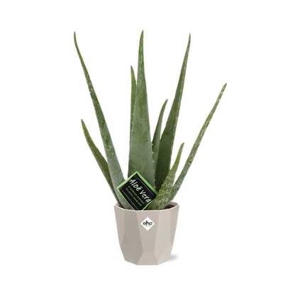 Aloe Vera 12 cm im ELHO b.for rock Topf – pflegeleicht & luftreinigend