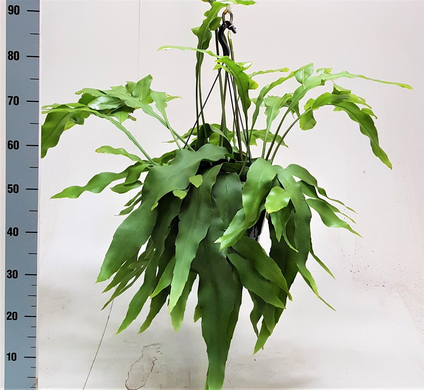 Epiphyllum Oxypetalum – Pflegeleichte Nachtblüte Ø25cm