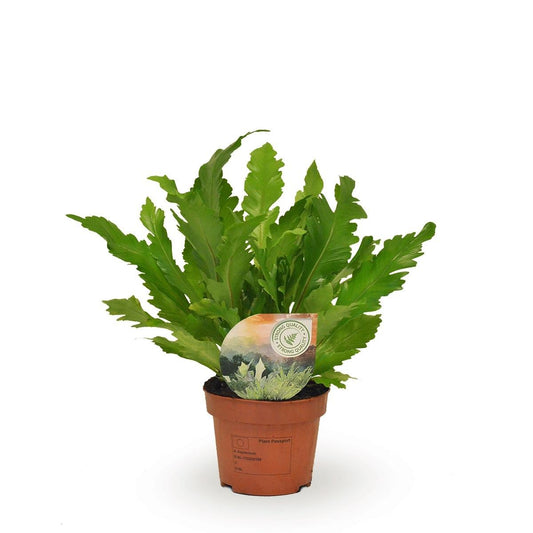 Asplenium Campio – Pflegeleichte Zimmerpflanze Ø12cm