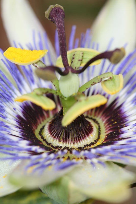 Passiflora caerulea – Winterharte Kletterpflanze Ø15cm