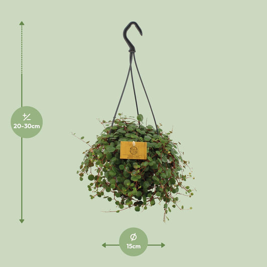 Peperomia Pepperspot – Pflegeleichte Zimmerpflanze Ø15cm