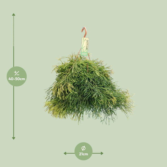 Rhipsalis Clavata – pflegeleichte Hängepflanze Ø21 cm