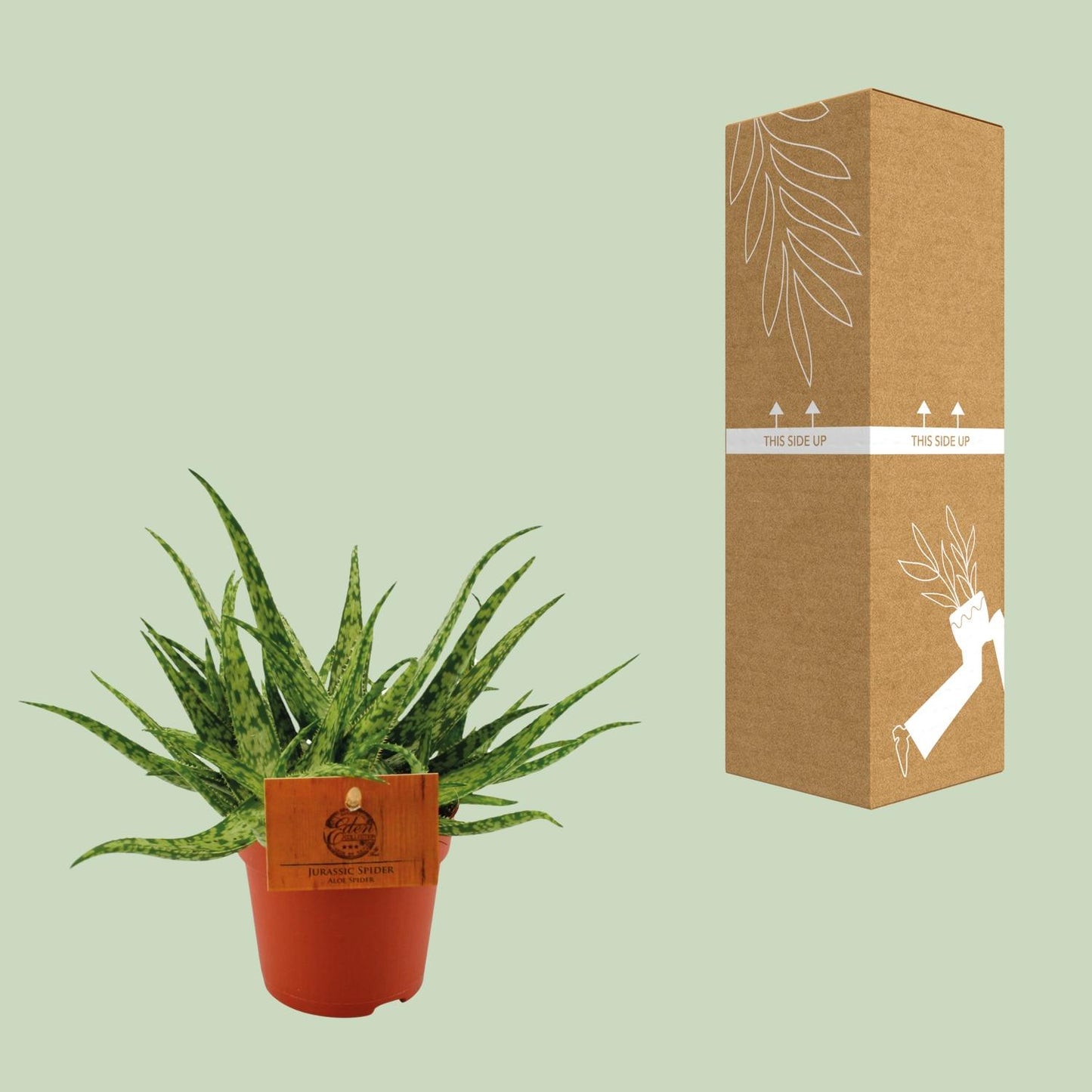 Aloe Vera 'Spider' – Pflegeleichte Zimmerpflanze