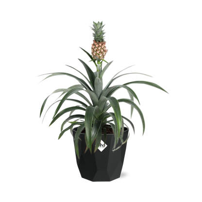 Ananas Mi Amigo – Exotische Zimmerpflanze im 14cm Topf