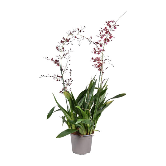 Orchidee Oncidium Cherry Baby – Elegante Zimmerpflanze Ø17cm