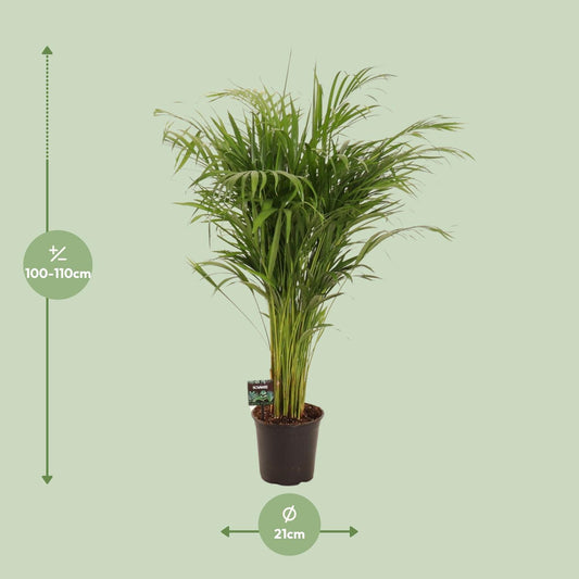 Dypsis Lutescens – Pflegeleichte Bambuspalme Ø21cm, 110cm hoch