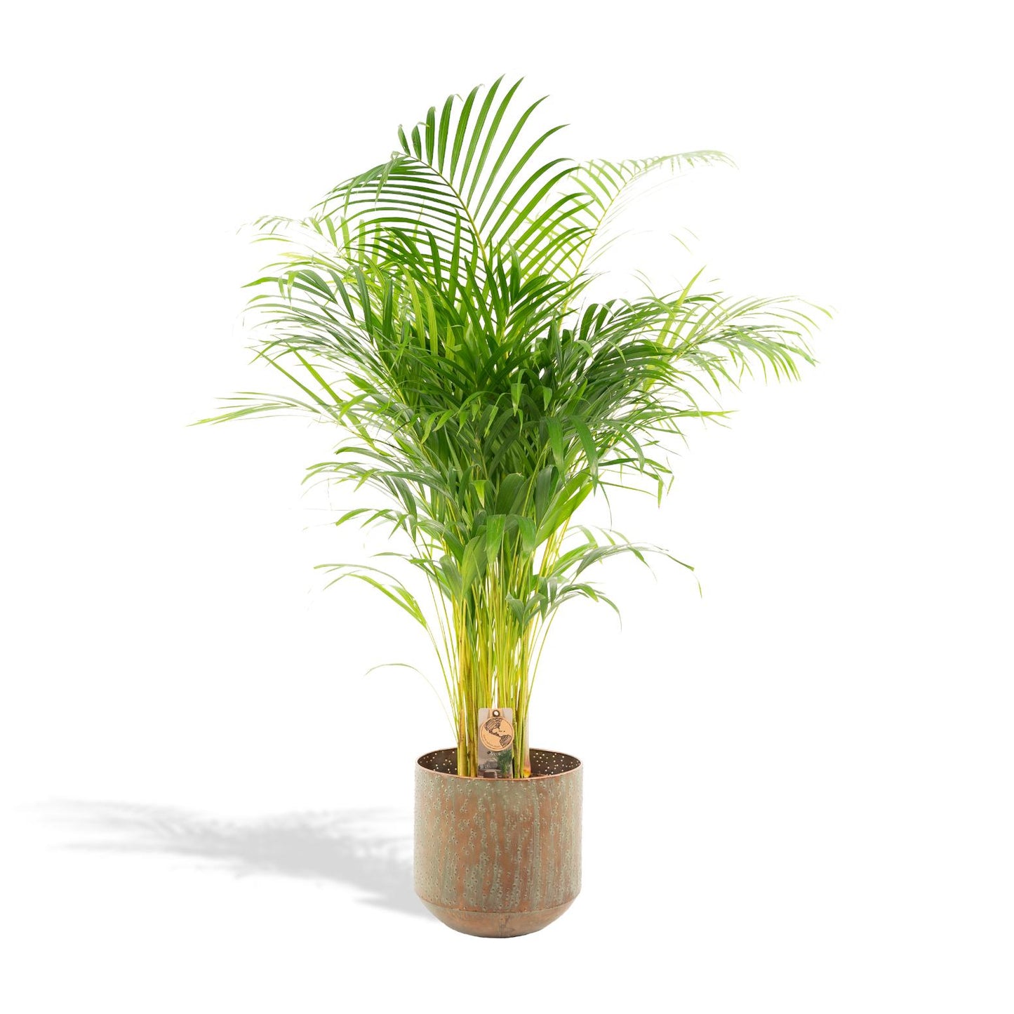 Areca-Palme mit Topf – 110 cm, Ø 21 cm