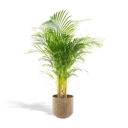 Areca-Palme mit Topf – 110 cm, Ø 21 cm