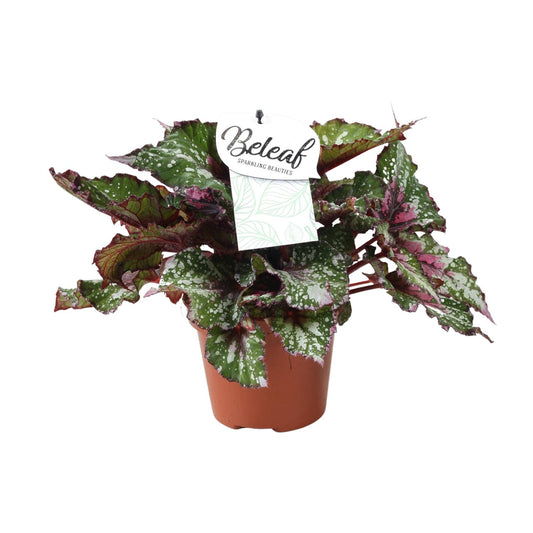 Begonia Beleaf Alaska Creek – Pflegeleichte Zimmerpflanze Ø17cm