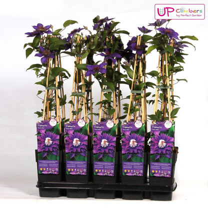 Clematis Multi Blue – Blaue Waldrebe, Ø15cm, 65cm