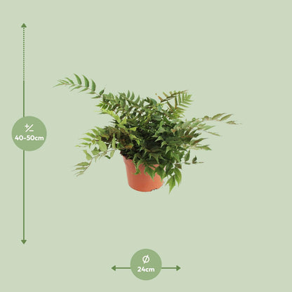 Cyrtomium Fortunei Clivicola – Pflegeleichter Straußfarn Ø24cm
