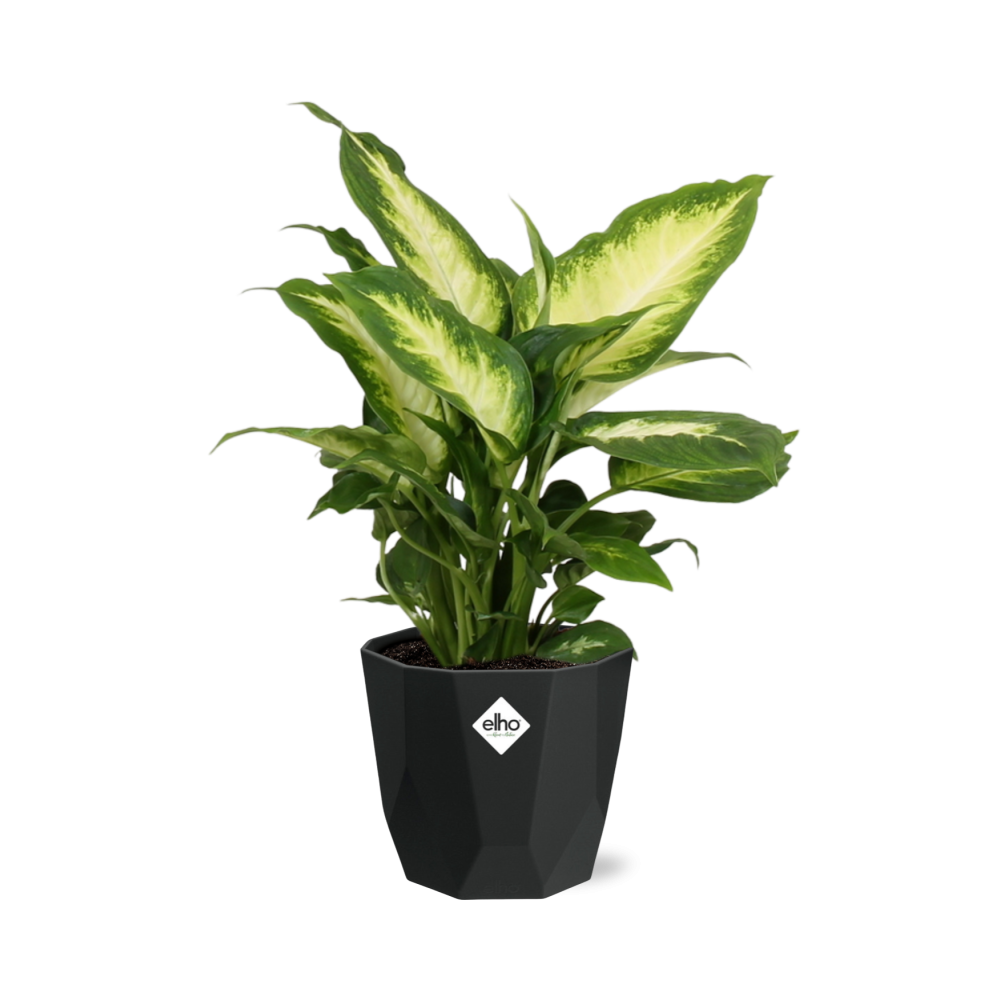 Dieffenbachia ‘Camilla’ – Pflegeleichte Zimmerpflanze 14 cm