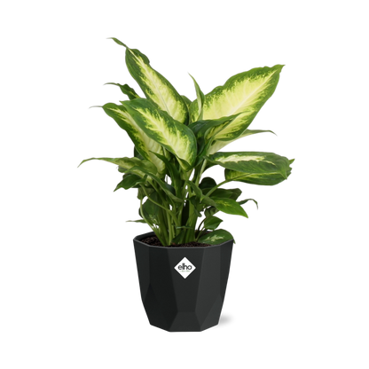 Dieffenbachia ‘Camilla’ – Pflegeleichte Zimmerpflanze 14 cm