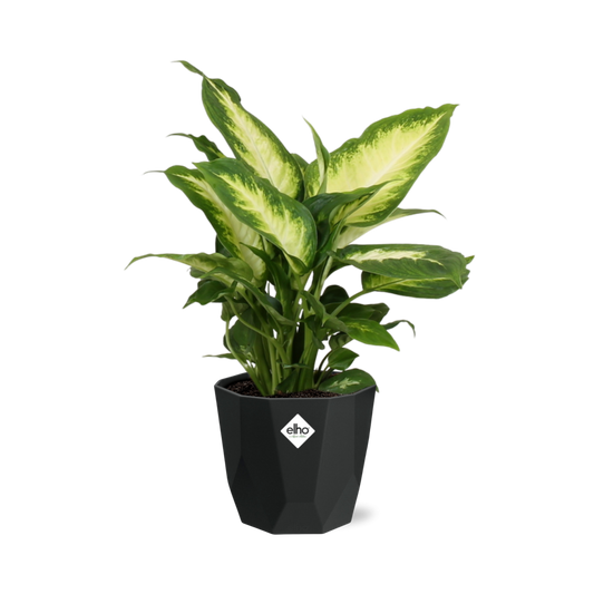 Dieffenbachia ‘Camilla’ – Pflegeleichte Zimmerpflanze 14 cm