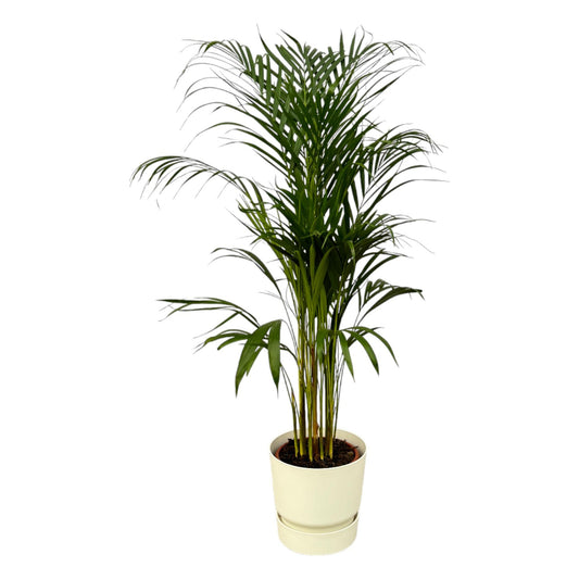 Areca-Palme Ø21cm im weißen elho Greenville Topf