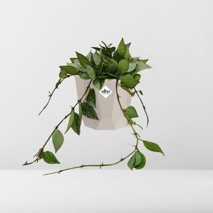 Hoya Krohniana Eskimo – Pflegeleichte Wachsblume 14 cm