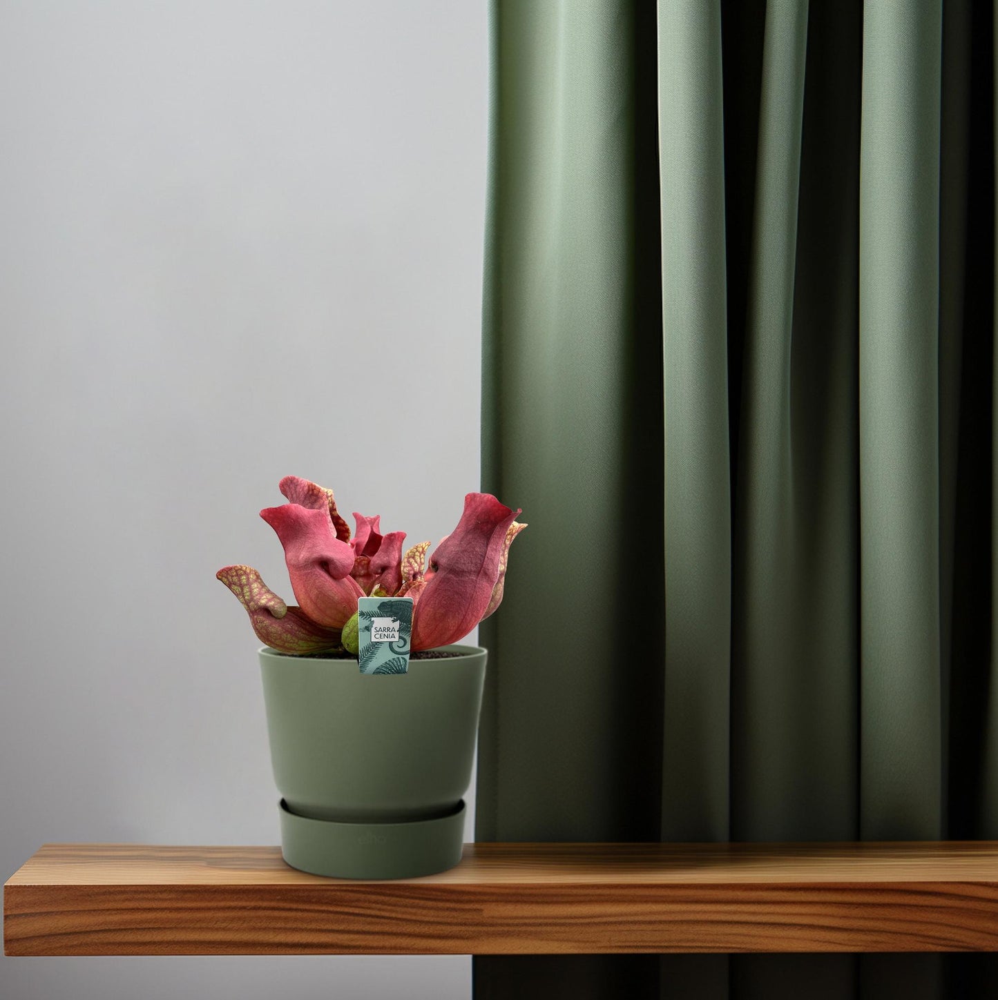 Schlauchpflanze Maroon – Exotisch & Pflegeleicht Ø12cm