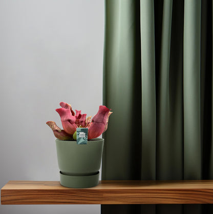 Schlauchpflanze Maroon – Exotisch & Pflegeleicht Ø12cm