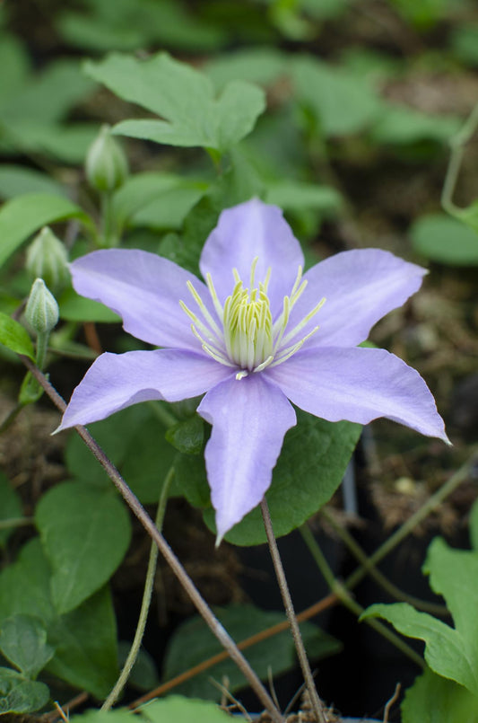 Clematis Justa – Pflegeleichte blühende Kletterpflanze Ø15cm