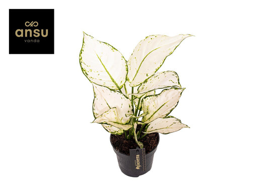 Aglaonema White Joy – Pflegeleichte Trendpflanze Ø12cm