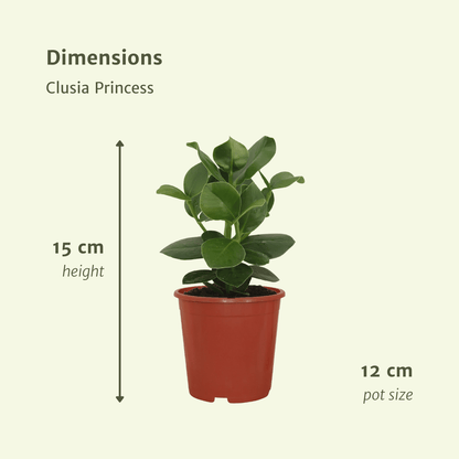 Clusia Princess Zimmerpflanze – 2er Set, Ø12cm, ca. 15cm hoch