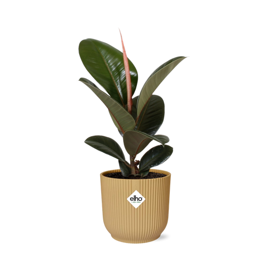 Ficus Elastica ‘Robusta’ – Pflegeleichte Zimmerpflanze im ELHO Vibes Topf