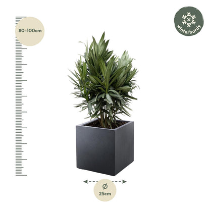Nerium Oleander Strauch mit roten Blüten – 70 cm, Ø19 cm