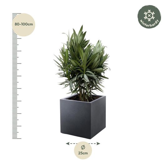 Nerium Oleander Strauch mit roten Blüten – 70 cm, Ø19 cm