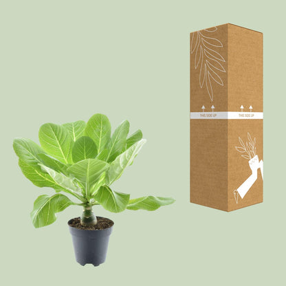 Hawaii-Palme Brighamia Ø12cm – Pflegeleichte Exotin