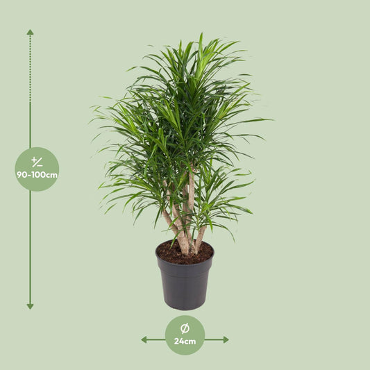 Dracaena Anita – Pflegeleichter Drachenbaum Ø24cm, 100cm hoch