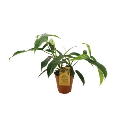 Philodendron 'Bette Waterbury' Ø15cm, ca. 50cm hoch