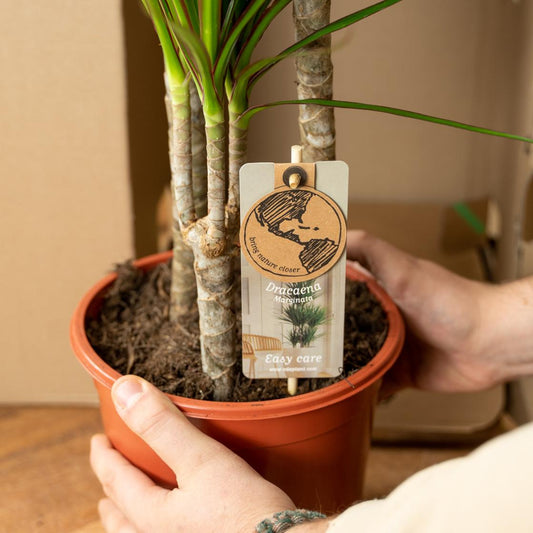 2x Dracaena Zimmerpflanze – 60 cm, Ø14 cm, pflegeleicht