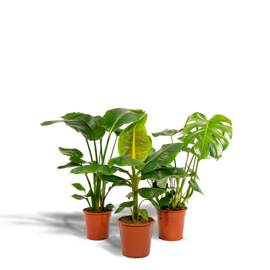 Tropisches Zimmerpflanzen-Set: Monstera, Banane & Strelitzie