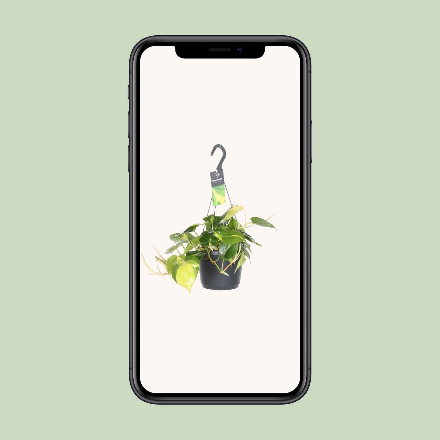 Philodendron Scandens Brasil – Pflegeleichte Zimmerpflanze Ø17cm