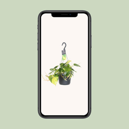 Philodendron Scandens Brasil – Pflegeleichte Zimmerpflanze Ø17cm