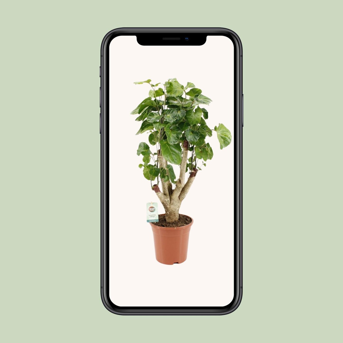 Aralie 'Lemon' – Pflegeleichte Zimmerpflanze Ø17cm