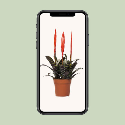 Vriesea Era Toef – Luftreinigende Zimmerpflanze Ø12cm, 45cm hoch