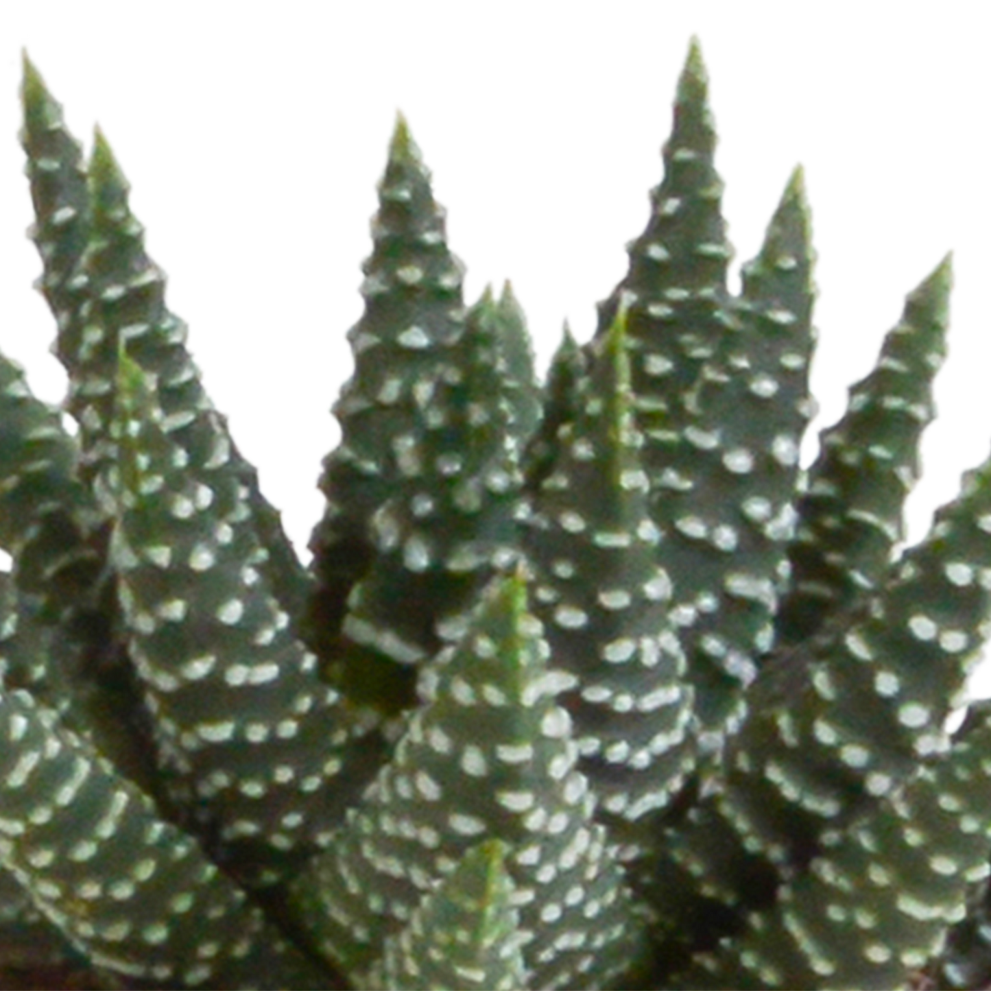 Gasteria & Haworthia Sukkulenten 5er Set im weißen Topf