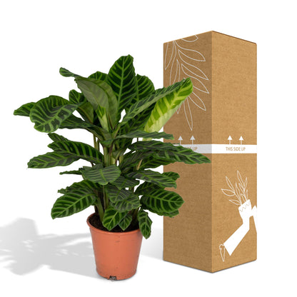 Pfauenpflanze Zebrina – Tropische Zimmerpflanze Ø19cm