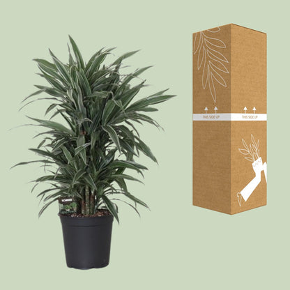 Dracaena Warneckei – Pflegeleichte Zimmerpflanze Ø24cm, 100cm hoch