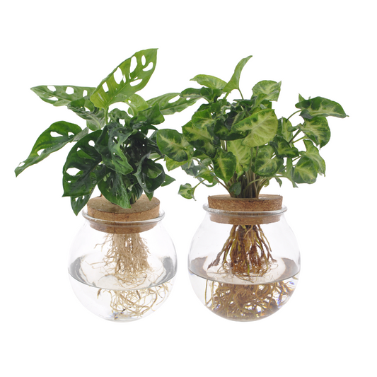 Fensterblatt & Kletter-Philodendron Duo Ø12cm – Pflegeleicht & Tropisch