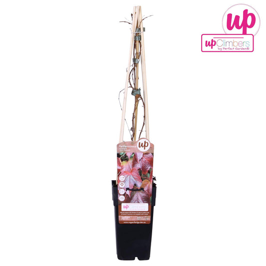 Wilder Wein 'Veitch Boskoop' – Robuste Kletterpflanze Ø15cm