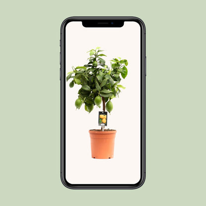 Zitronenbaum Citrus Lemon Ø19cm, ca. 70cm hoch