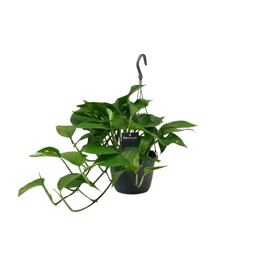 Scindapsus (Epipremnum) – pflegeleichte Zimmerpflanze Ø15cm