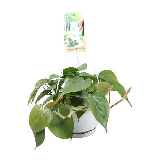 Philodendron Scandens – Pflegeleichte Zimmerpflanze Ø17cm