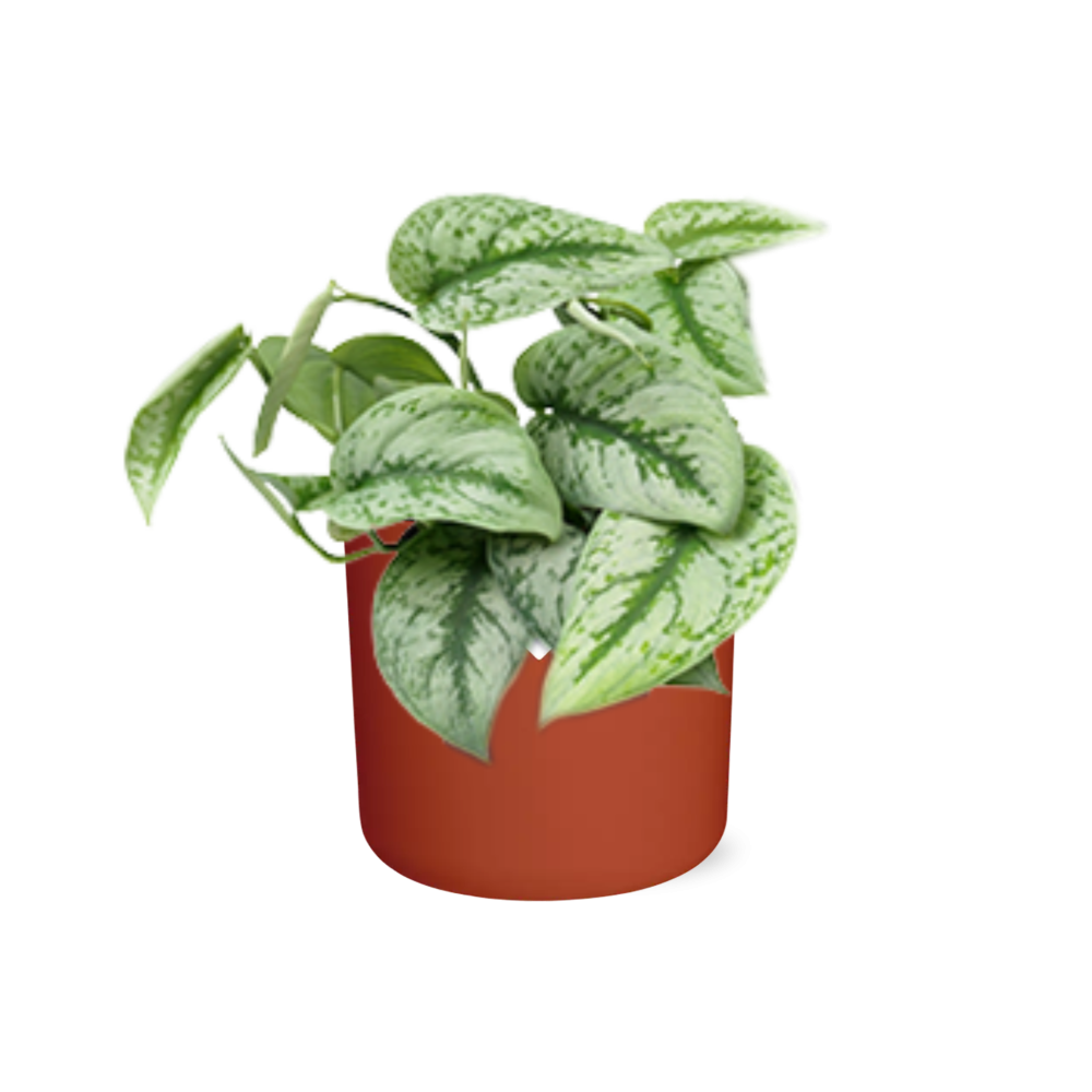 Scindapsus Pictus ‘Trebie’ – pflegeleichte Zimmerpflanze 14cm