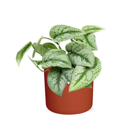Scindapsus Pictus ‘Trebie’ – pflegeleichte Zimmerpflanze 14cm